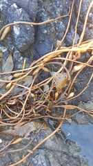 Laminariaceae