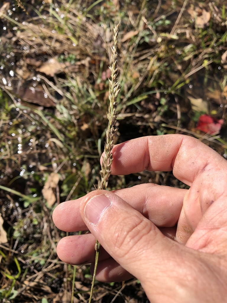 Longspike Tridens from 36108, Montgomery, AL, US on November 16, 2018 ...