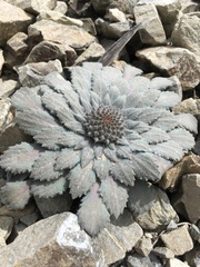 Notothlaspi rosulatum