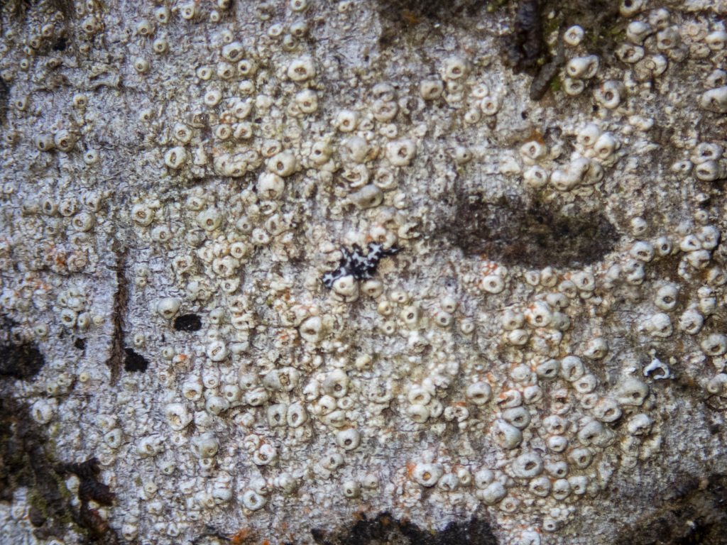 Bark Barnacles from Balook VIC 3971, Australia on August 28, 2022 at 03 ...