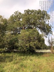 Quercus sinuata sinuata