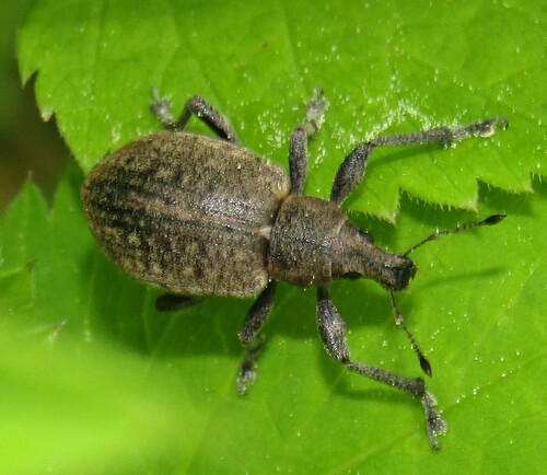 Chequered weevil photo 5