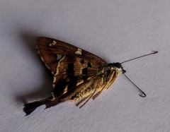 Eudamini