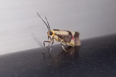 Nodozana rhodosticta