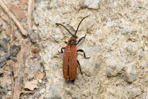 Cosnard's Net-winged Beetle