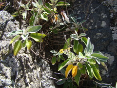 Brachyglottis greyi