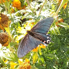 Mimoides thymbraeus aconophos