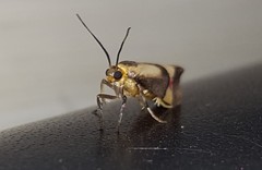 Nodozana rhodosticta