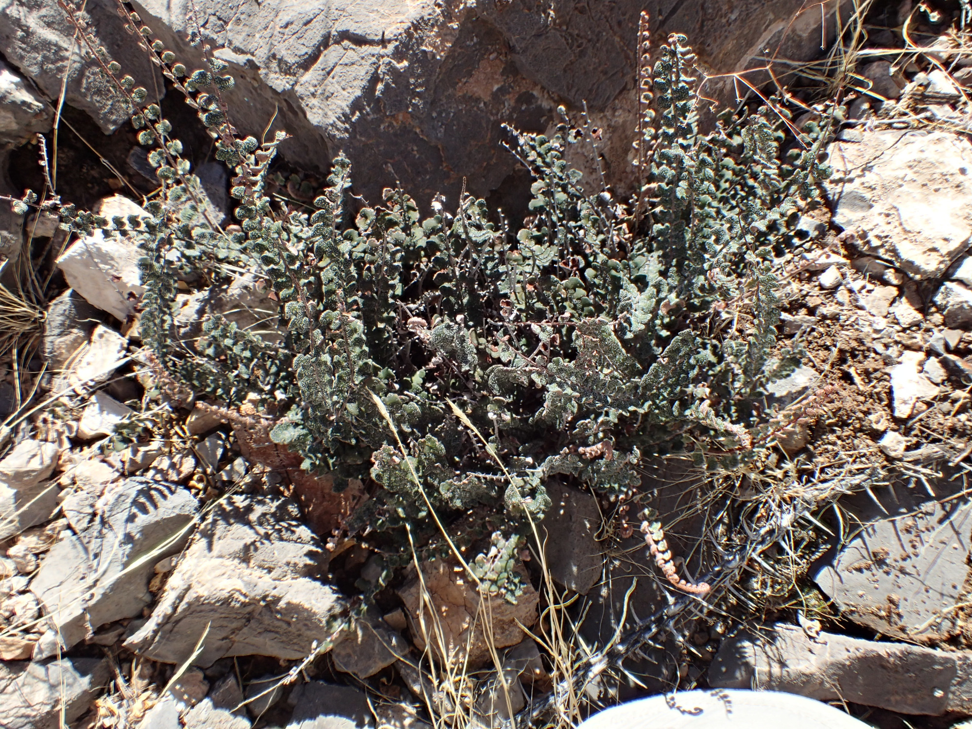 Astrolepis cochisensis ssp. cochisensis