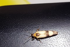Nodozana rhodosticta