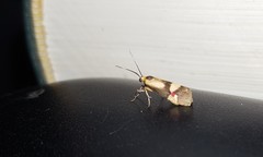 Nodozana rhodosticta