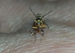 Nodozana rhodosticta