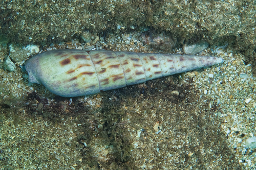 Terebra maculata observed 2023-05-20