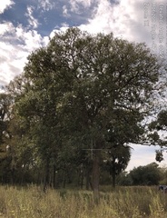 Quercus sinuata sinuata