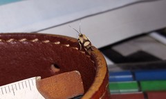 Nodozana rhodosticta