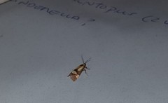 Nodozana rhodosticta