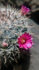 Mammillaria jaliscana jaliscana