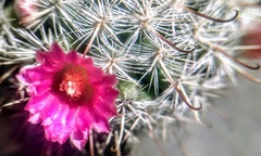 Mammillaria jaliscana jaliscana