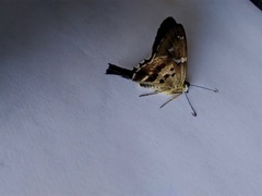 Eudamini