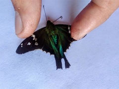 Eudamini