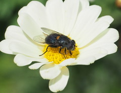Helophilus hochstetteri