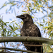 Western Carrion Crow - Photo (c) Manuel Raab, some rights reserved (CC BY-NC), uploaded by Manuel Raab