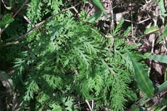 Selaginella plana