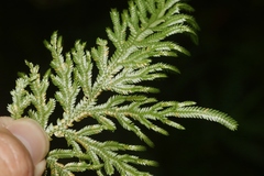 Selaginella plana