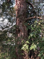 Quercus sinuata sinuata