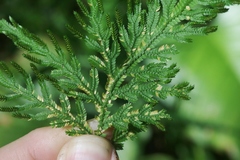 Selaginella plana