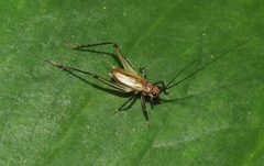 Nanixipha nahoa