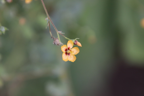 Anglestem Indian mallow (Abutilon trisulcatum)