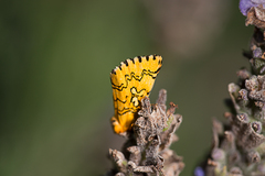 Chrysoecia dela