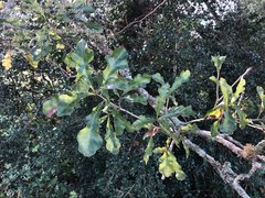 Quercus sinuata sinuata