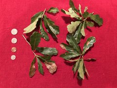 Quercus sinuata sinuata