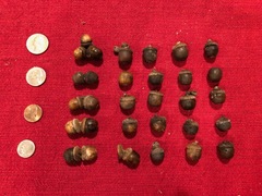 Quercus sinuata sinuata