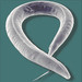 Caenorhabditis elegans - Photo (c) AJC1, osa oikeuksista pidätetään (CC BY-NC-SA)