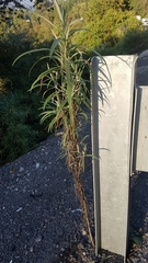 Senecio cinerarioides