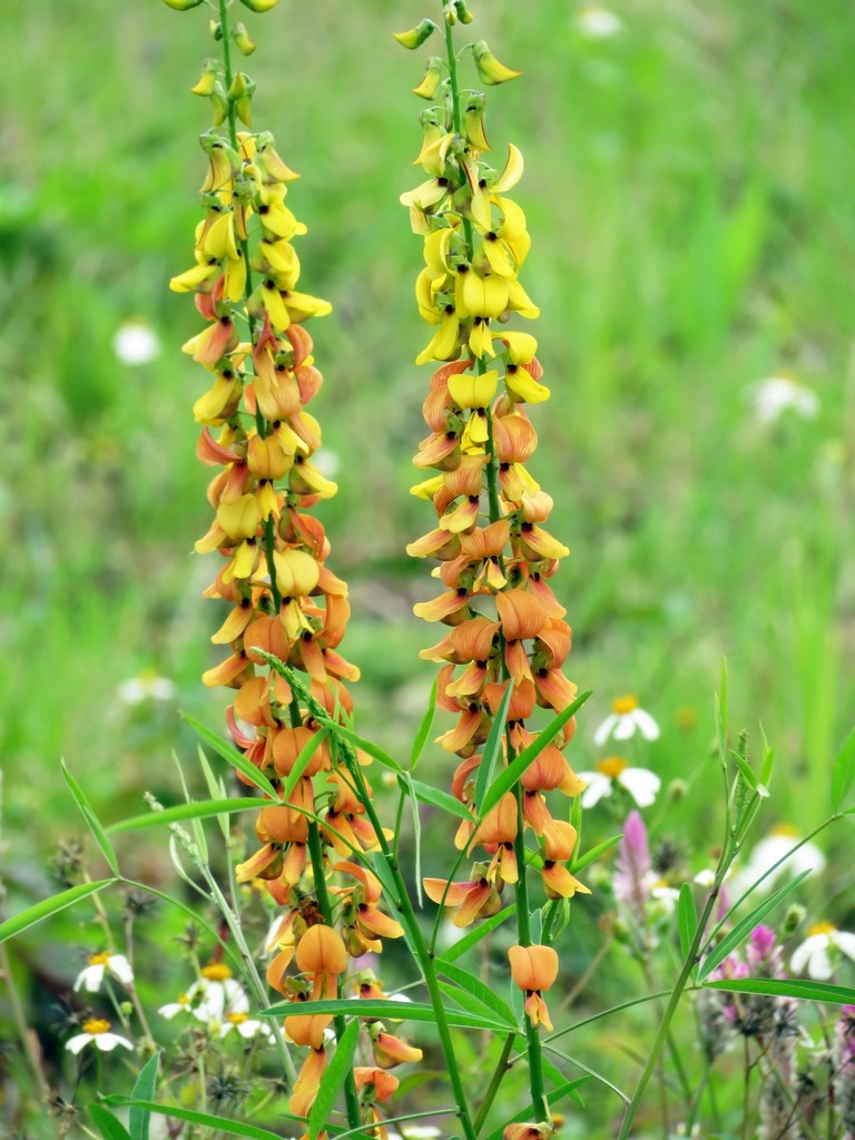 Crotalarieae