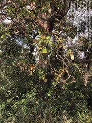 Quercus sinuata sinuata