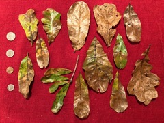 Quercus sinuata sinuata