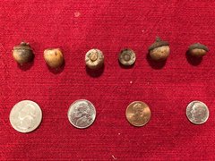 Quercus sinuata sinuata