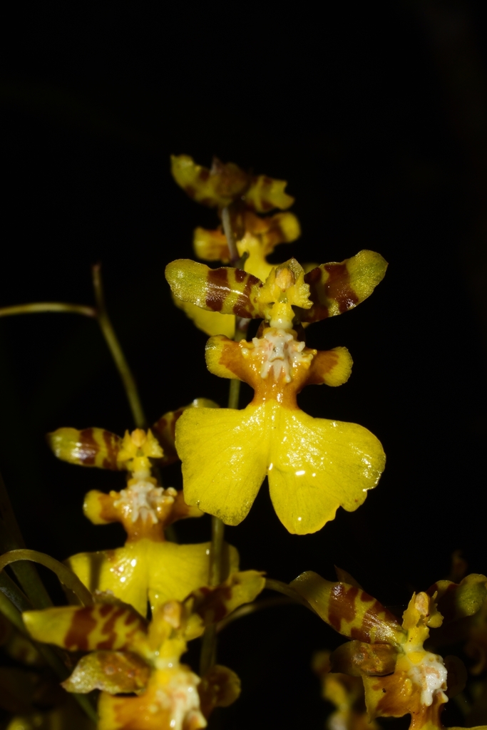 Oncidium panchrysum