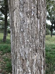 Quercus sinuata sinuata