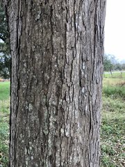 Quercus sinuata sinuata