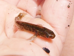 Dwarf Galaxias photo 1