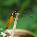 Lyriothemis tricolor - Photo (c) mish mill, alguns direitos reservados (CC BY-NC), uploaded by mish mill