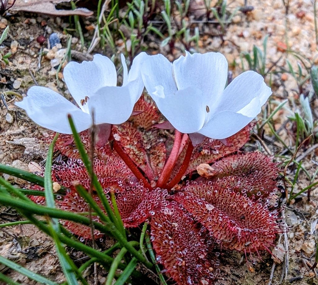 Drosera rosulata