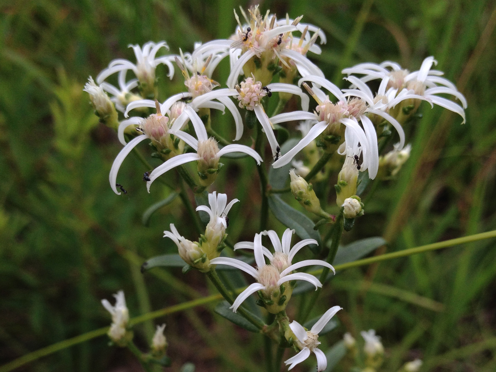 Sericocarpus linifolius