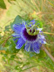 Passiflora amethystina, photograph Jefferson Ferreira, CC BY, iNaturalist via GBIF